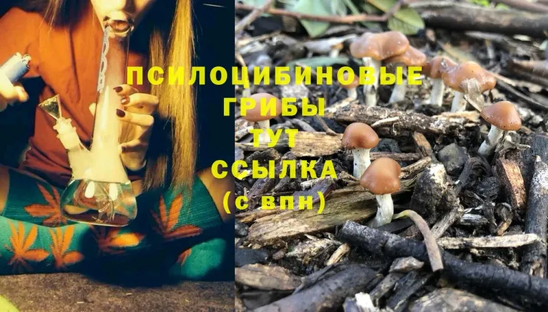 blacksprut вход  что такое   Краснозаводск  Псилоцибиновые грибы Magic Shrooms 